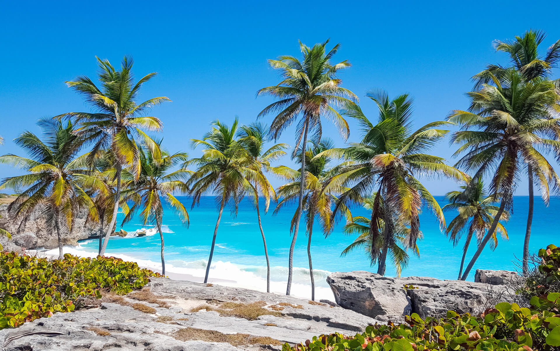 palmtrees-bottom-bay-beach-barbados