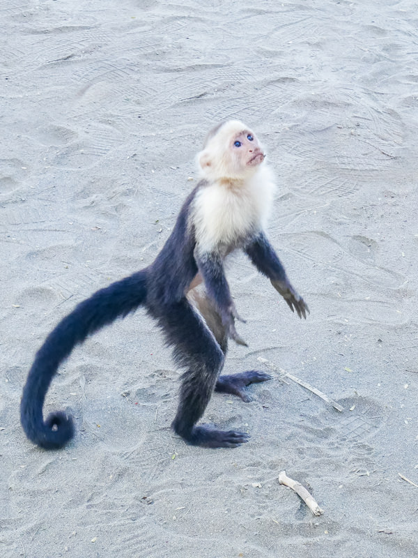 white faced monkey guanacaste costa rica